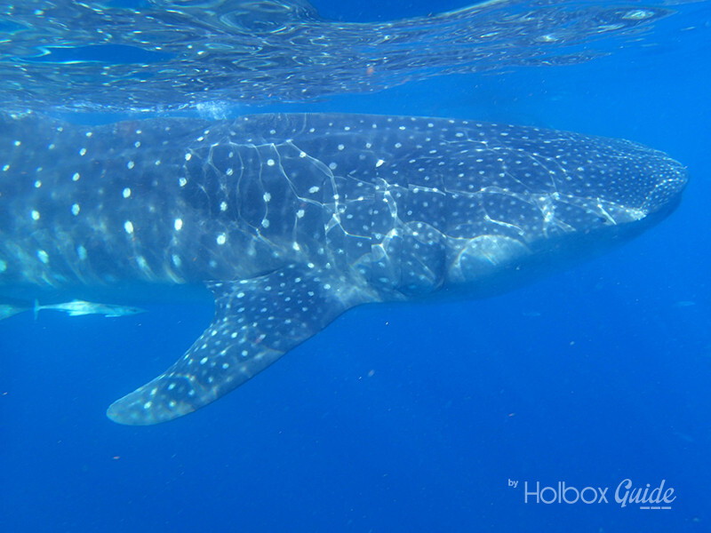 Holbox Whale Shark Tour 2023 Holbox Guide Tours