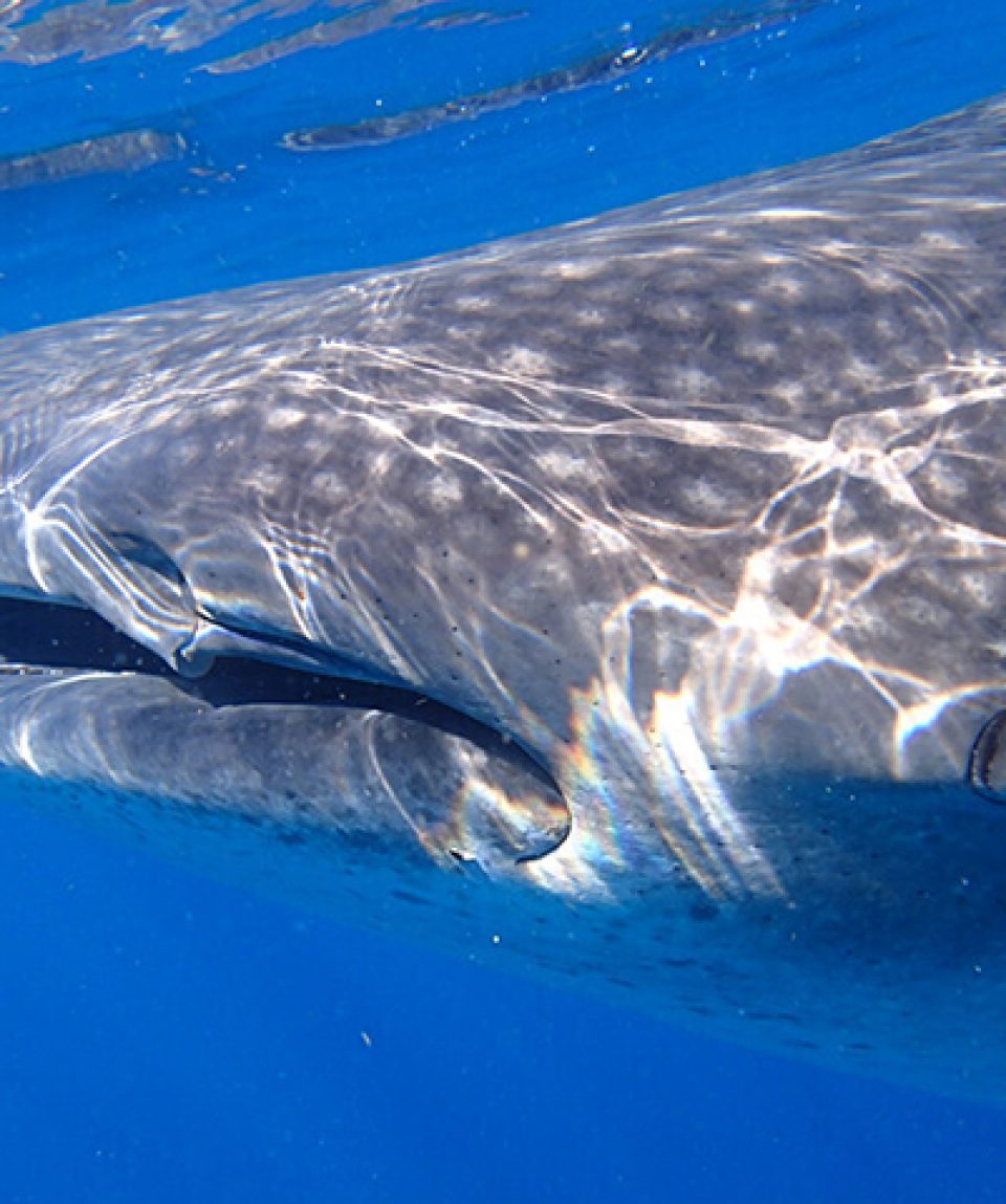 Whale Shark Holbox